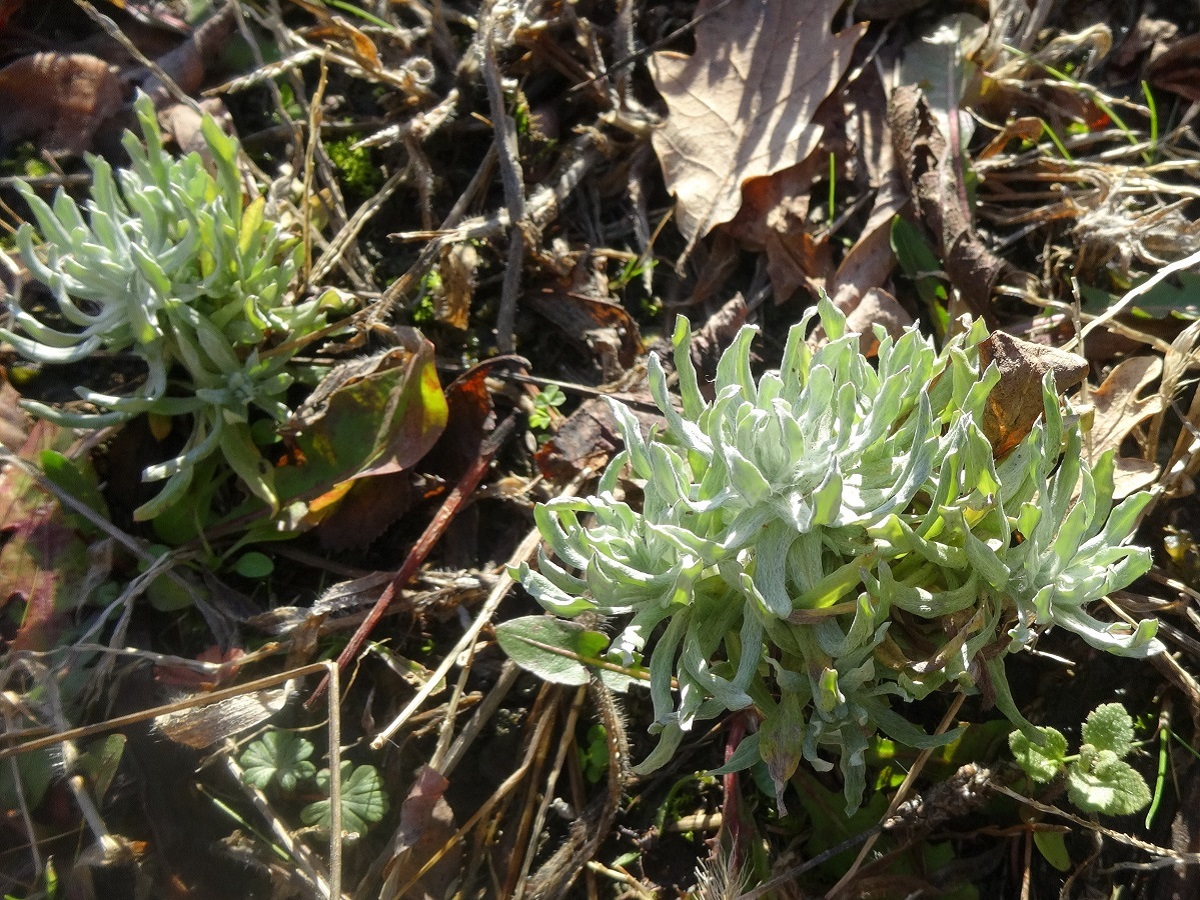 Filago germanica (Asteraceae)